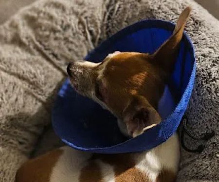 Lake Forest Animal Hospital