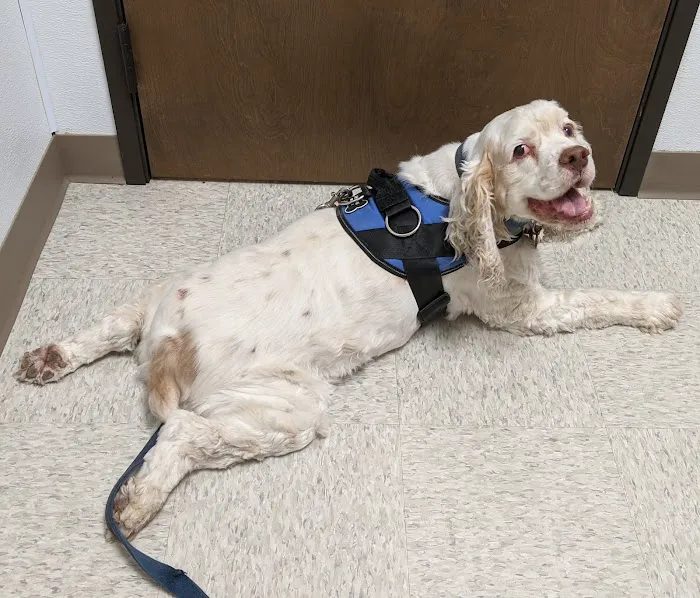 Lake Forest Animal Hospital Picture 6