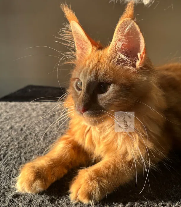 Absolutecoons mainecoons michigan Picture 1