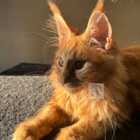 Absolutecoons mainecoons michigan ico