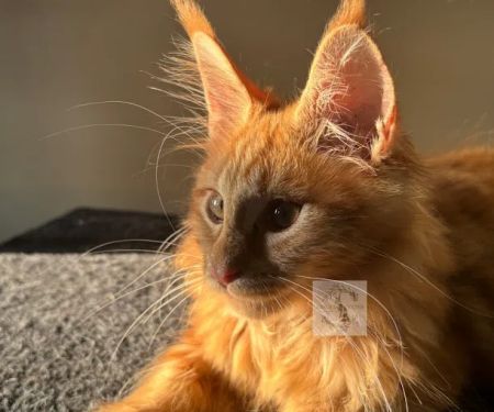 Absolutecoons mainecoons michigan