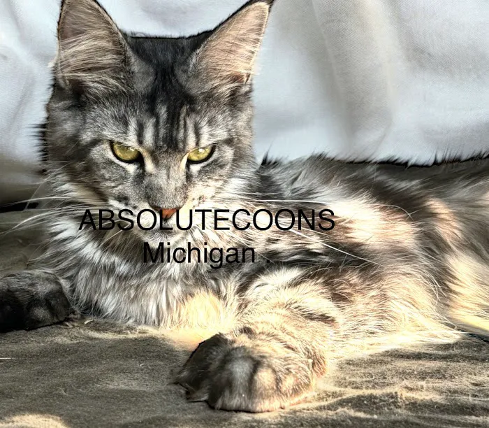 Absolutecoons mainecoons michigan Picture 2