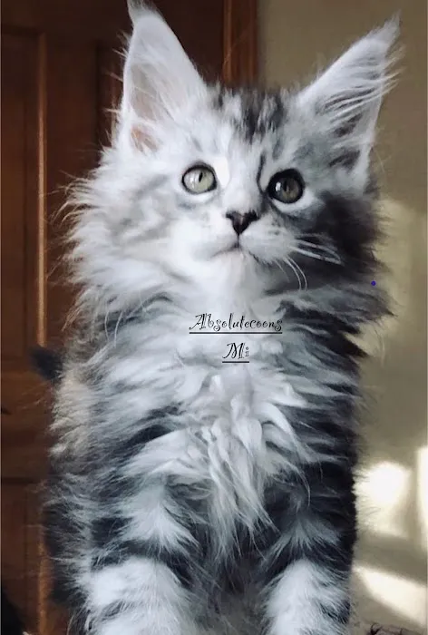 Absolutecoons mainecoons michigan Picture 9