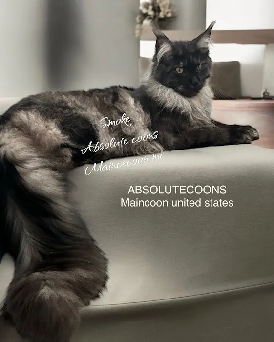 Absolutecoons mainecoons michigan Picture 7