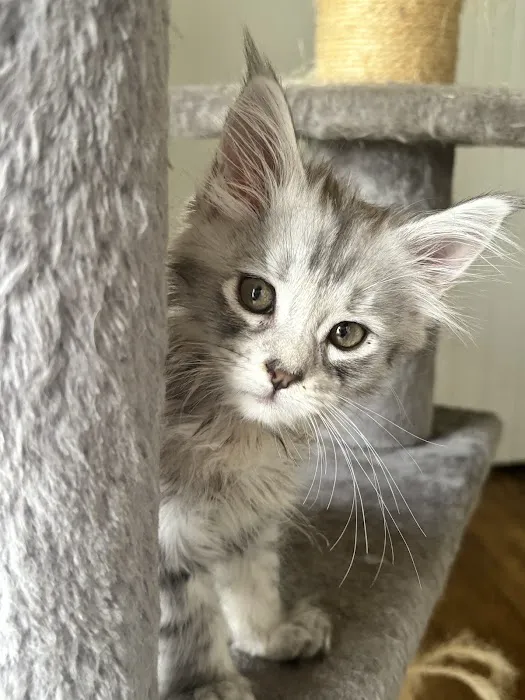 Absolutecoons mainecoons michigan Picture 8