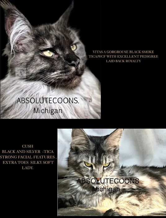 Absolutecoons mainecoons michigan Picture 6