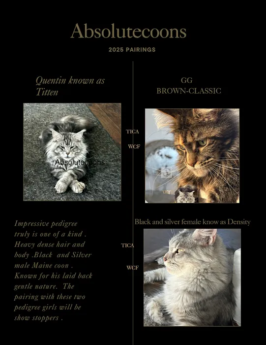Absolutecoons mainecoons michigan Picture 10