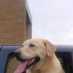 Maple Grove Veterinary Clinic & Pet Retreat