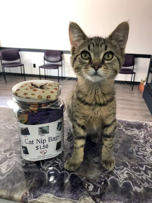 4-Paws Veterinary Clinic Picture 2