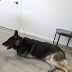 4-Paws Veterinary Clinic