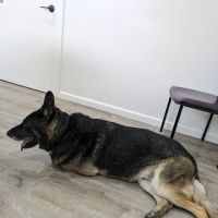 4-Paws Veterinary Clinic ico