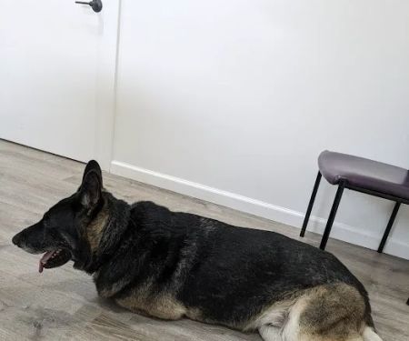 4-Paws Veterinary Clinic