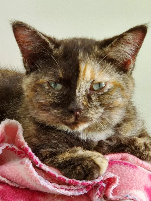 4-Paws Veterinary Clinic Picture 6