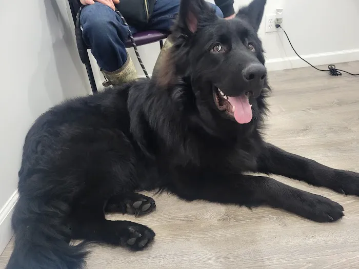 4-Paws Veterinary Clinic Picture 3