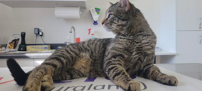 4-Paws Veterinary Clinic Picture 4