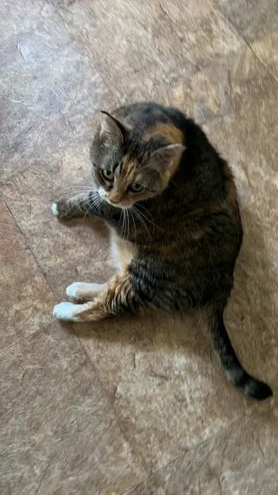 4-Paws Veterinary Clinic Picture 8