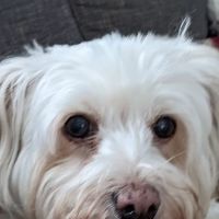 Vassar Veterinary ico