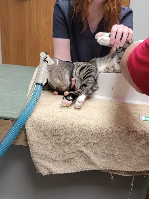 Vassar Veterinary Picture 4