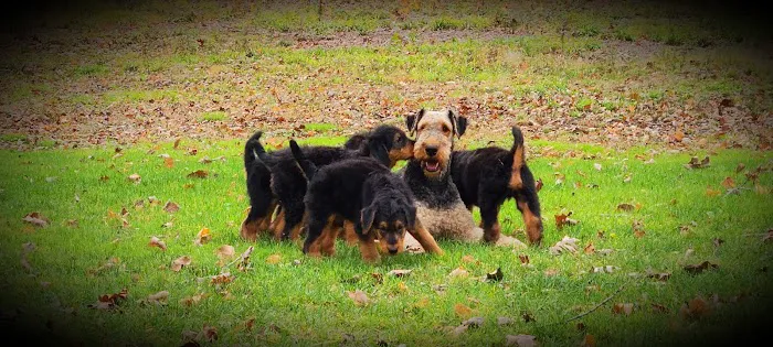 Vassar Veterinary Picture 6