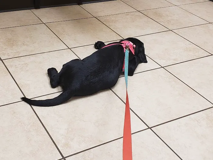 Laursen Veterinary Service Picture 4