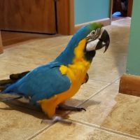 Frankenmuth - Birch Run Veterinary Hospital ico