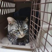 Bavarian Veterinary Hospital ico