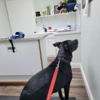 Fohey Veterinary Hospital ico