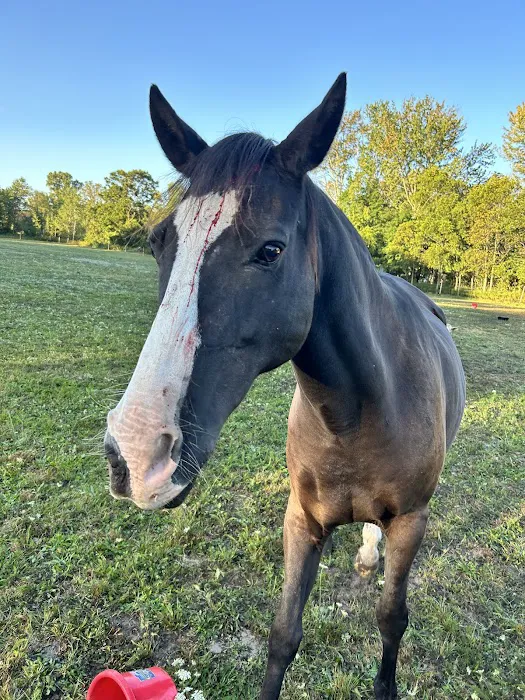 Four Winds Farm & Equine Hospital Picture 1