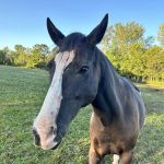 Four Winds Farm & Equine Hospital