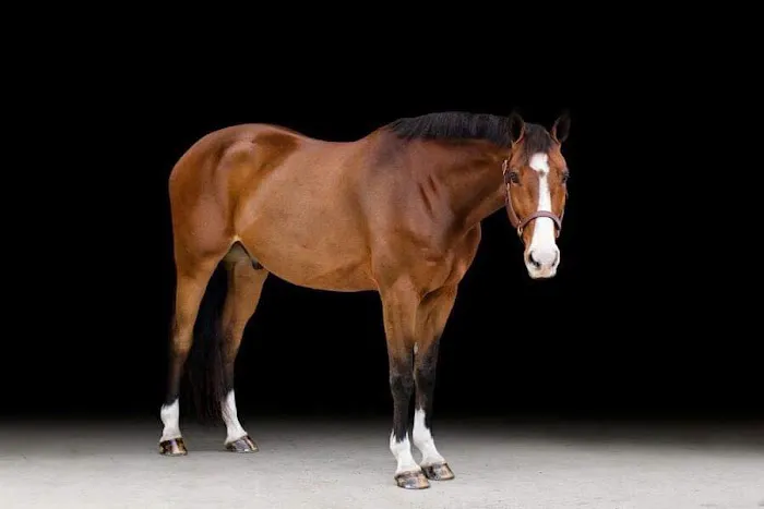Four Winds Farm & Equine Hospital Picture 5