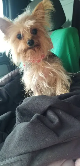 Clio Animal Hospital Picture 3