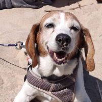 Clio Animal Hospital ico