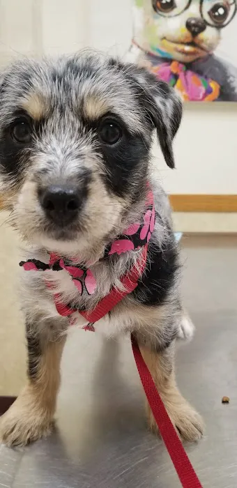 Clio Animal Hospital Picture 4