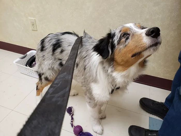 Clio Animal Hospital Picture 5
