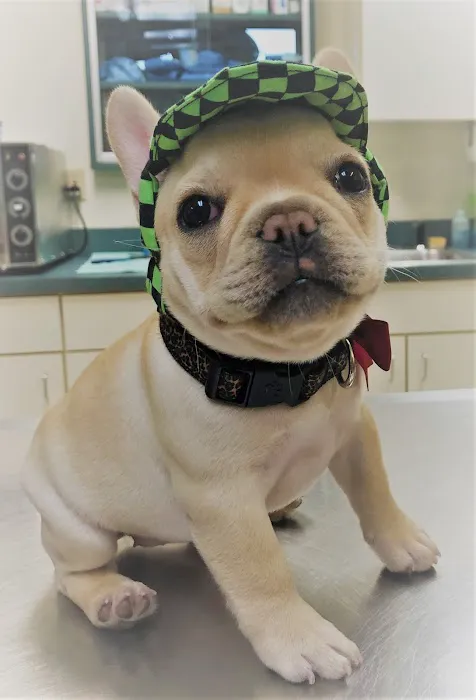 Clio Animal Hospital Picture 10
