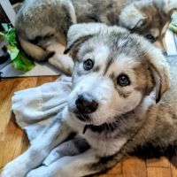 PetVet Vaccination Clinic ico