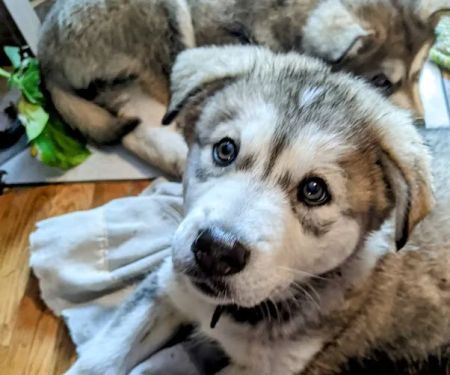 PetVet Vaccination Clinic