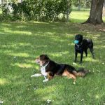 Integrative Veterinary Services
