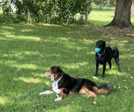 Integrative Veterinary Services