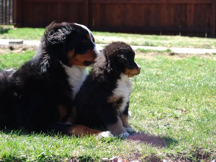 Integrative Veterinary Services Picture 2