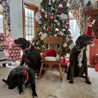 VCA Countryside Animal Hospital of Howell ico