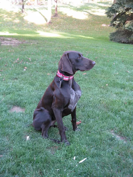 VCA Countryside Animal Hospital of Howell Picture 2