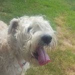 Countryside Veterinary Hospital: Koski Kayce DVM