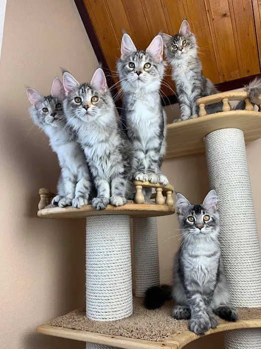 Michigan Maine Coons Picture 1