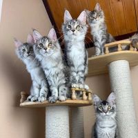 Michigan Maine Coons ico