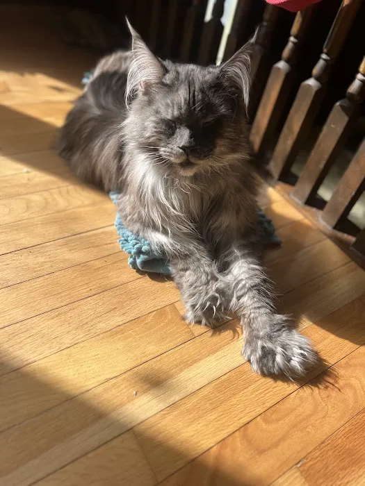 Michigan Maine Coons Picture 4