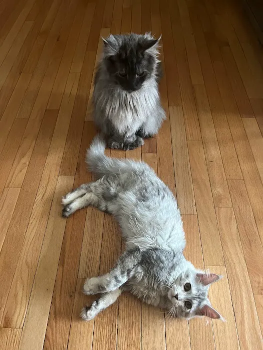 Michigan Maine Coons Picture 6