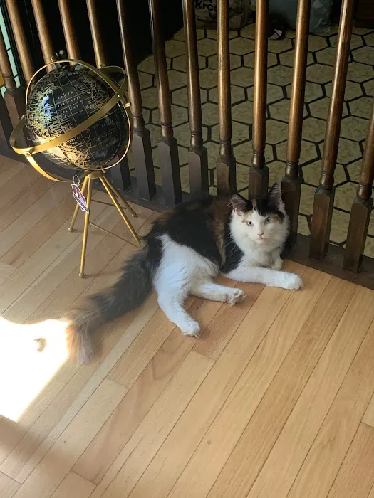 Michigan Maine Coons Picture 2