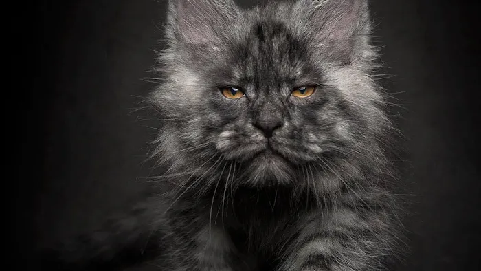 Michigan Maine Coons Picture 7