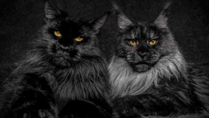 Michigan Maine Coons Picture 8
